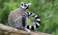 Bristol Zoo Project Team Building: Lemur