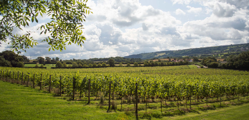 Aldwick Court vineyard