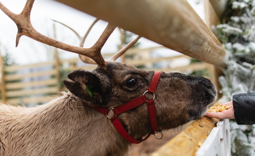 Hand feeding a reindeer